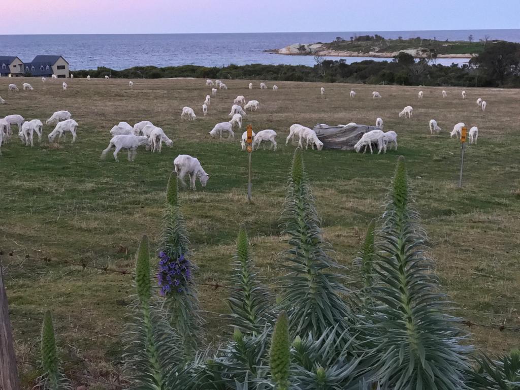 Beachend Bicheno Dış mekan fotoğraf